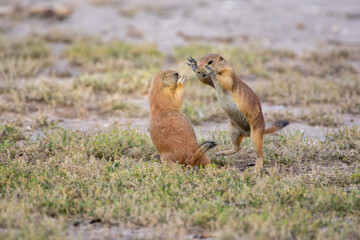 Prairie dogs play fighting 