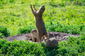 Prairie dog yahooing to the sky
