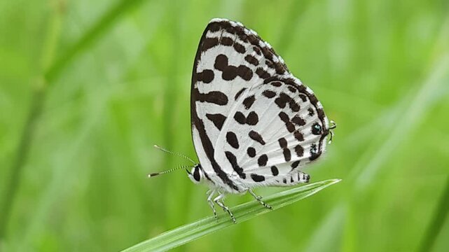 Small black and white common Pierrot butterfly (Castalius rosimon) dances over blossoms in warm summer meadow