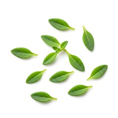 Naklejka premium thyme leaves fresh, isolated on white background