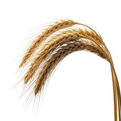 Golden ripe rice stalks with grains isolated on transparent background