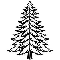 Douglas‑fir line art vector
