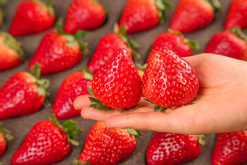 Fresh Red Strawberries in Hand with Scattered Berries on Wood Background