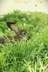 rabbit is nestled among tall, green grass, its long ears visible. The shallow depth of field blurs the background.