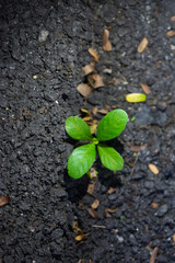 Young green plant growing in the soil. Concept of new life.