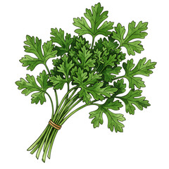 Fresh bunch of green parsley herb tied with twine isolated on transparent background