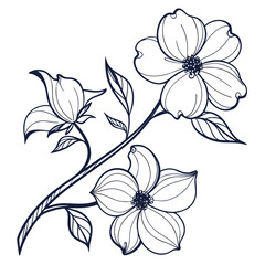 dogwood white flower on white background 