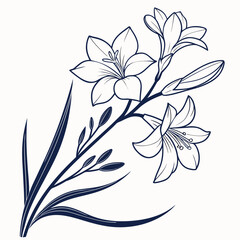 dietes grandiflora fortnight lily on white background 