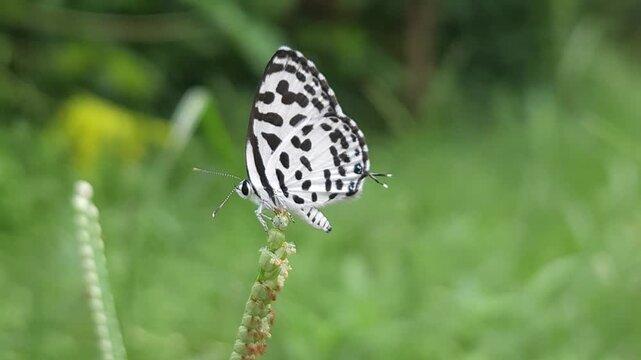 Small black and white common Pierrot butterfly (Castalius rosimon) dances over blossoms in warm summer meadow