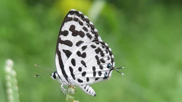 Small black and white common Pierrot butterfly (Castalius rosimon) dances over blossoms in warm summer meadow