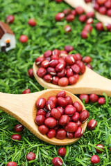 Fresh Red Adzuki Beans in Wooden Spoons on Natural Green Grass Background - Healthy Organic Legumes for Asian Cuisine