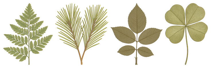 Illustrated diverse botanical leaf collection