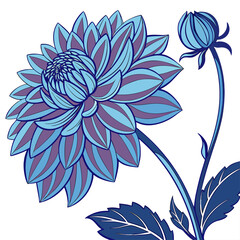 dahlia ball blue on white background 