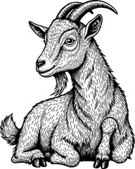 Goat Illustration