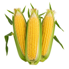 Three fresh ears of yellow corn with green husks and leaves, isolated on white background