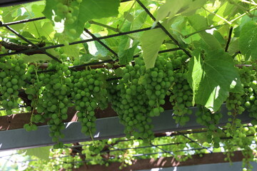 The grapes are ripening in the garden