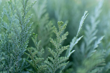 Hedge leaves in blue winter tone