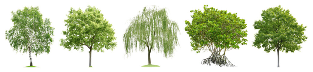 Diverse trees in lush greenery