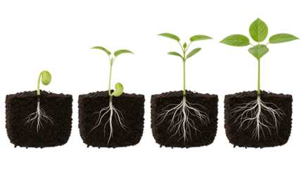 Four Stages of Plant Development in Soil Against Transparent Background