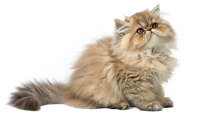cute cat, isolated on a transparent background PNG