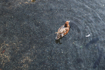 Close-up of Wild Duck Swimming in a Tranquil Pond