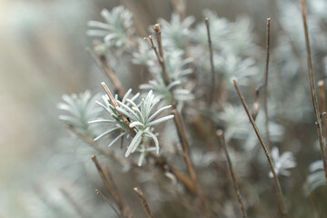 Dawn with tranquil lavender plants.
