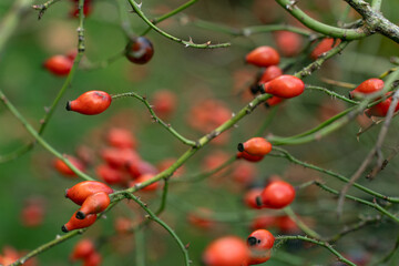 Red rose hips on branches close-up