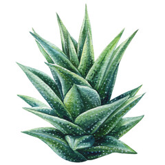 Aloe vera succulent watercolor illustration with green spiky leaves natural botanical artwork for skincare design and desert decor