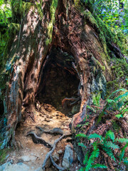 Fototapeta premium Alcove or hole inside decaying tree in Wallace Falls State Park in Washington State