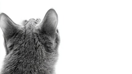 Rear view of a gray cat against white background