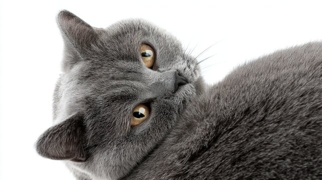 Close-up of a gray cat with golden eyes on white background - Powered by Adobe