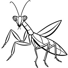 Praying mantis line art vector