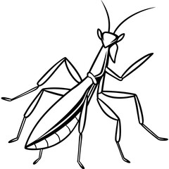 Praying mantis line art vector