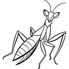 Praying mantis line art vector
