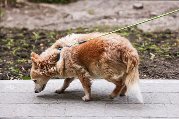 Walking with pet. Cute dog with leash outdoors