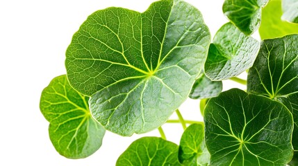 Macro closeup of fresh green leaves with a detailed vein texture on a white background, perfect for botany and nature themes