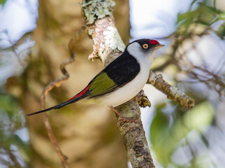 colorful manakin