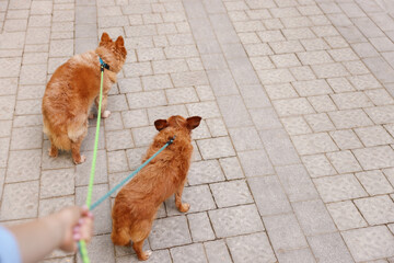 Young woman walking her cute dogs outdoors, closeup. Space for text