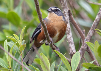 finch on a branch