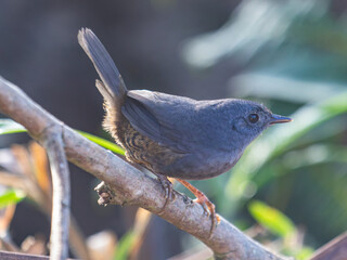 gray bird on a branch