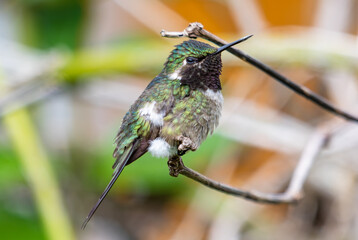 amethyst woodstar hummingbird