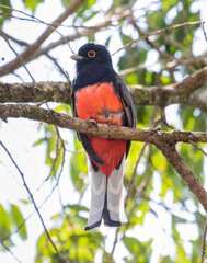 red billed trogon