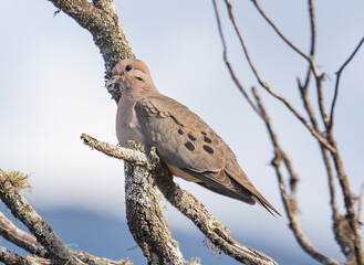 dove perched