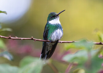 cute hummingbird