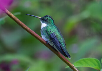 hummingbird on a branch