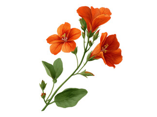 Vibrant orange flowers botanical illustration isolated on black, Isolated On White, Png Transparent