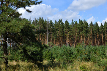 Fototapeta premium Pinus sylvestris - young seedlings and mature pine trees