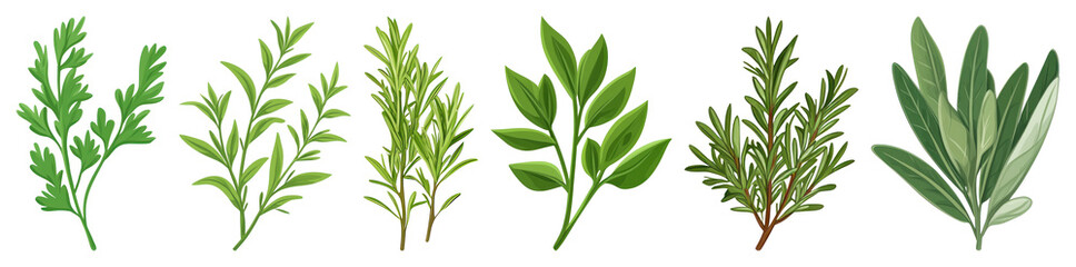 Fototapeta premium PNG Herbs collection illustration greenery, element set on transparent background