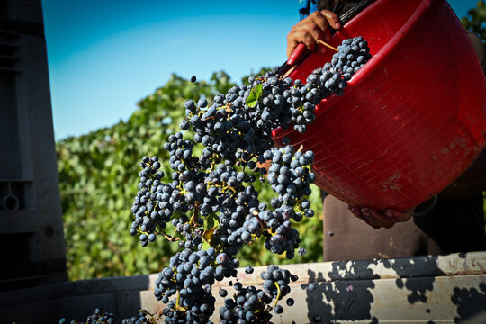 Bolgheri Cabernet Sauvignon grapes and vineyards in Tuscany for Supertuscan Sassicaia and Ornellaia wines