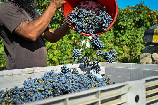Bolgheri Cabernet Sauvignon grapes and vineyards in Tuscany for Supertuscan Sassicaia and Ornellaia wines